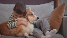 Slowmo Of Happy Cute 6 Year Old Caucasian Boy With Down Syndrome Embracing His Lovely Corgi Dog Tenderly, Sitting Together On Sofa In Living Room At Daytime