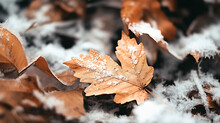 Autumn Leaves In The Snow