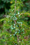 Fototapeta Do akwarium - Genévrier commun, Juniperus communis