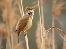Great Reed Warbler On Dry Reeds.