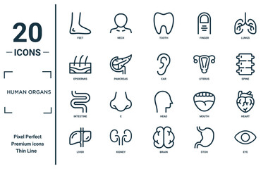 Wall Mural - human organs linear icon set. includes thin line feet, epidermis, intestine, liver, eye, ear, heart icons for report, presentation, diagram, web design