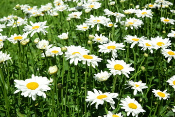 Wall Mural - White daisies bloom in the garden, Flowers with insects