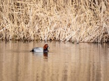 Common Pochard Flows, Dry Reeds In The Background.