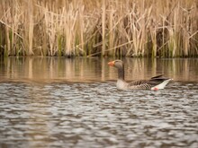Greylag Goose On The Water, With Reeds In The Background.