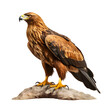 Golden eagle standing, isolated on transparent background