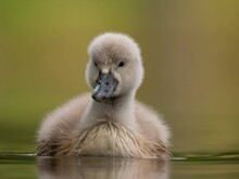 Young Mute Swan On The Water, Close-up Photography, Green Scenery.