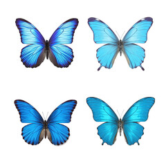 Aufkleber - Set of four beautiful blue butterflies Cymothoe excelsa isolated on white background.