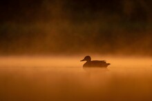 Wild Duck Floating On The Water At Sunset, Beautiful Orange Color Scenery.