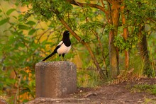 Eurasian Magpie Standing On A Stone, Against A Background Of Plants.