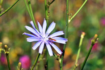 Wall Mural - A wasp (Hymenoptera insect) pollinates a wild chicory (Cichorium intibus) flower.