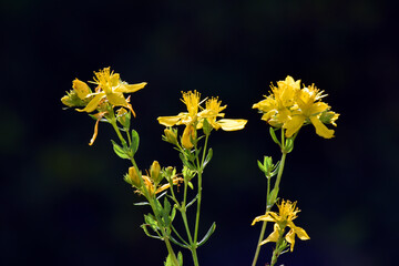 Sticker - Flowers of St. John's wort (Hypericum perforatum) on a black background