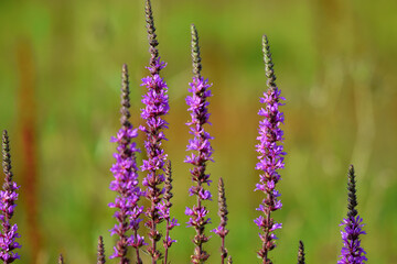 Wall Mural - Numerous flowering plants of purple loosestrife (Lythrum loosestrife) on a greenish background