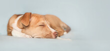 Puppy Sleeping On Colored Background. Cute Puppy Dog Lying Curled Up On Sofa, Exhausted And Tired. Bringing Home Puppy Concept. 8 Weeks Old, Female Boxer Pitbull Mix. Selective Focus.