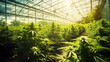 Commercial Cannabis grow in greenhpuse. Rows of plants. Generative AI