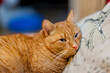 Sleeping ginger cat lying on a pillow. Laying down to sleep in a comfortable pose. Calm domestic cat
