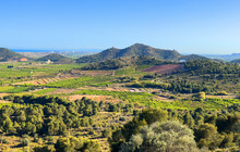 Farm Field In Spain. Rural Landscape. Olive Trees Plantage Farm Land. Rural Area In Spanish Mediterranean. Farm Mandarin Fields. Agricultural Country With Orange Mandarin Field.
