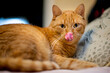 licking ginger cat, lying on a pillow. A domestic cat laying down to sleep in a comfortable pose