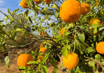 Mandarin tree plantation field. Orange fruit farm field. Vibrant orange citrus fruits in garden. Mandarin trees at farm plantation cultivated. Harvest season in Spain. Orange Tangerine plant farm