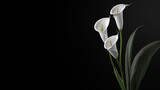 Deepest sympathy card with calla flower on black background. condolences on deaths. Funeral concept. copy space. digital ai art, Generative Ai