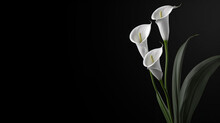 Deepest Sympathy Card With Calla Flower On Black Background. Condolences On Deaths. Funeral Concept. Copy Space. Digital Ai Art, Generative Ai