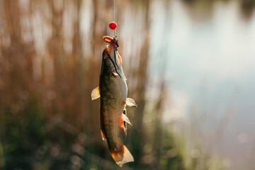 Closeup catch of one river or lake little fish, little catfish hanging on sharp fish-hook on lip with maggot sunny day outdoor on water natural background