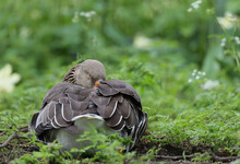 Greylag Goose,Anser Anser, Standing And Sleep In A Grass Field