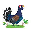 Capercaillie stands in a forest clearing and sings. Vector illustration with forest bird.