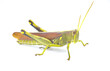 © Chase D’Animulls - obscure bird grasshopper - Schistocerca obscura - with great detail a green, yellow and brown insect with yellow back stripe, striped eyes, short antenna isolated on white background side profile view