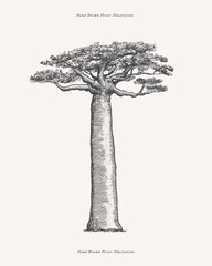 Mighty baobab in engraving style. Hand-drawn giant african savannah plant. Vintage botanical illustration on a light isolated background.