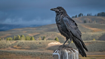 raven perched on post at a pullout in hayden valley, yellostone national park, under an ominous sky