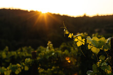Sunny California Vineyard Scene With Vines, Grapes,  And Green Foliage