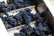 © Emma K Creative - Grape clusters on the Sorting Table during harvest in California's Wine Industry