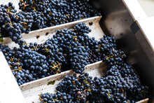 Grape Clusters On The Sorting Table During Harvest In California's Wine Industry 