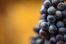 Close Up Purple Grape Cluster During Harvest Time In California's Wine Industry With Shallow Depth Of Field And Negative Space