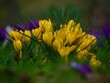 canvas print picture Wild Yellow Spring Crocus Cluster 