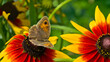Meadow brown butterfly (Maniola jurtina) on garden flowers in summer