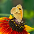 Meadow brown butterfly (Maniola jurtina) on garden flowers in summer