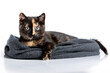 A lying, colorful tortie cat lies in a shawl and looks straight into the eyes, the lens, maintaining eye contact.
tortoiseshell,