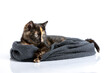 A reclining, colorful tortoiseshell cat lies in a scarf and looks to the right, carefully observing.
