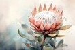 Watercolor painting of a protea flower on a watercolor background