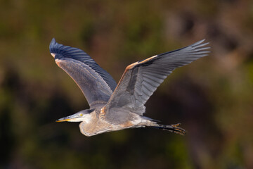 Wall Mural - Juvenile great blue heron flying in beautiful light, seen in the wild in North California 