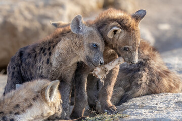 Hyena cubs playing and eating after mama brought food