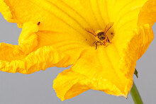 Bee In Pumpkin Pollen