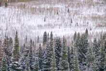 Sparse Conifers In A Snowy Field In Utah In The Winter