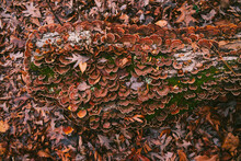 Red And Brown Lichen Growing On A Tree Stump