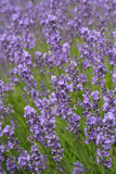Fototapeta Lawenda - Blooming English Lavender plants up close on a farm