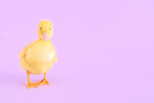 Cute Duckling On Lilac Background