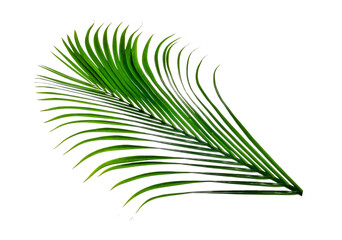 Wall Mural - Green leaves pattern,leaf palm tree isolated