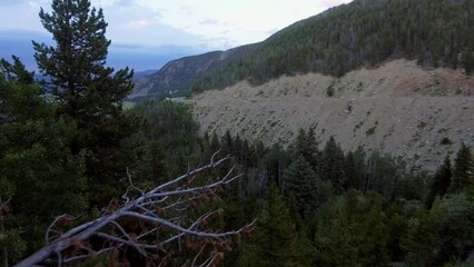 Wall Mural - Aerial View Circling Trees in Colorado, Aerial of Colorado Forest During Summer, Flying Through Dead Trees to Open Valley of Flourishing Forest
