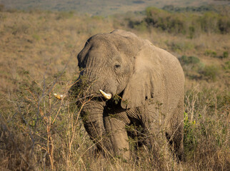 An elephant grazing at the side of the road in a game reserve in South Africa